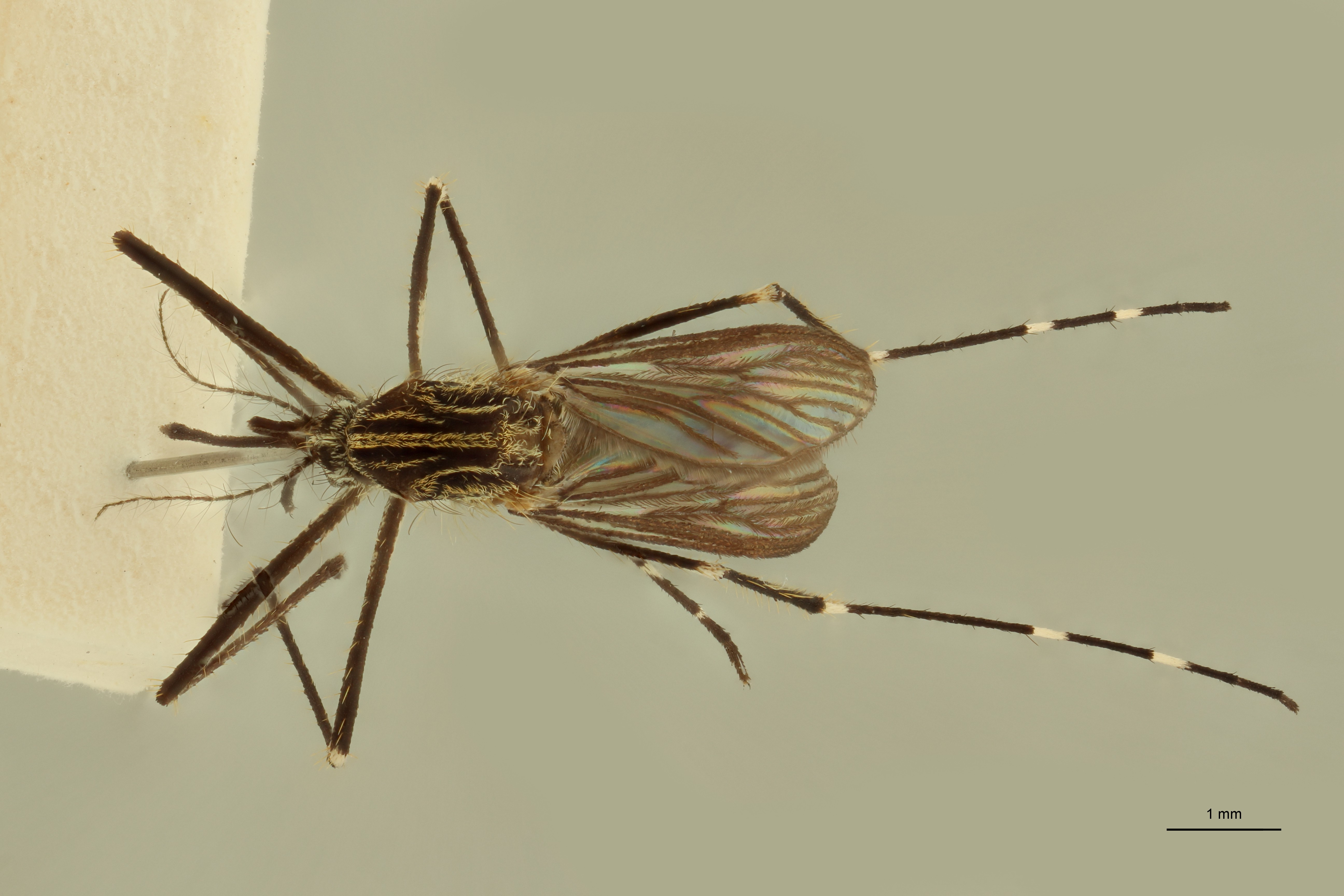 Exotic mosquito Aedes japonicus by AV (c) RBINS