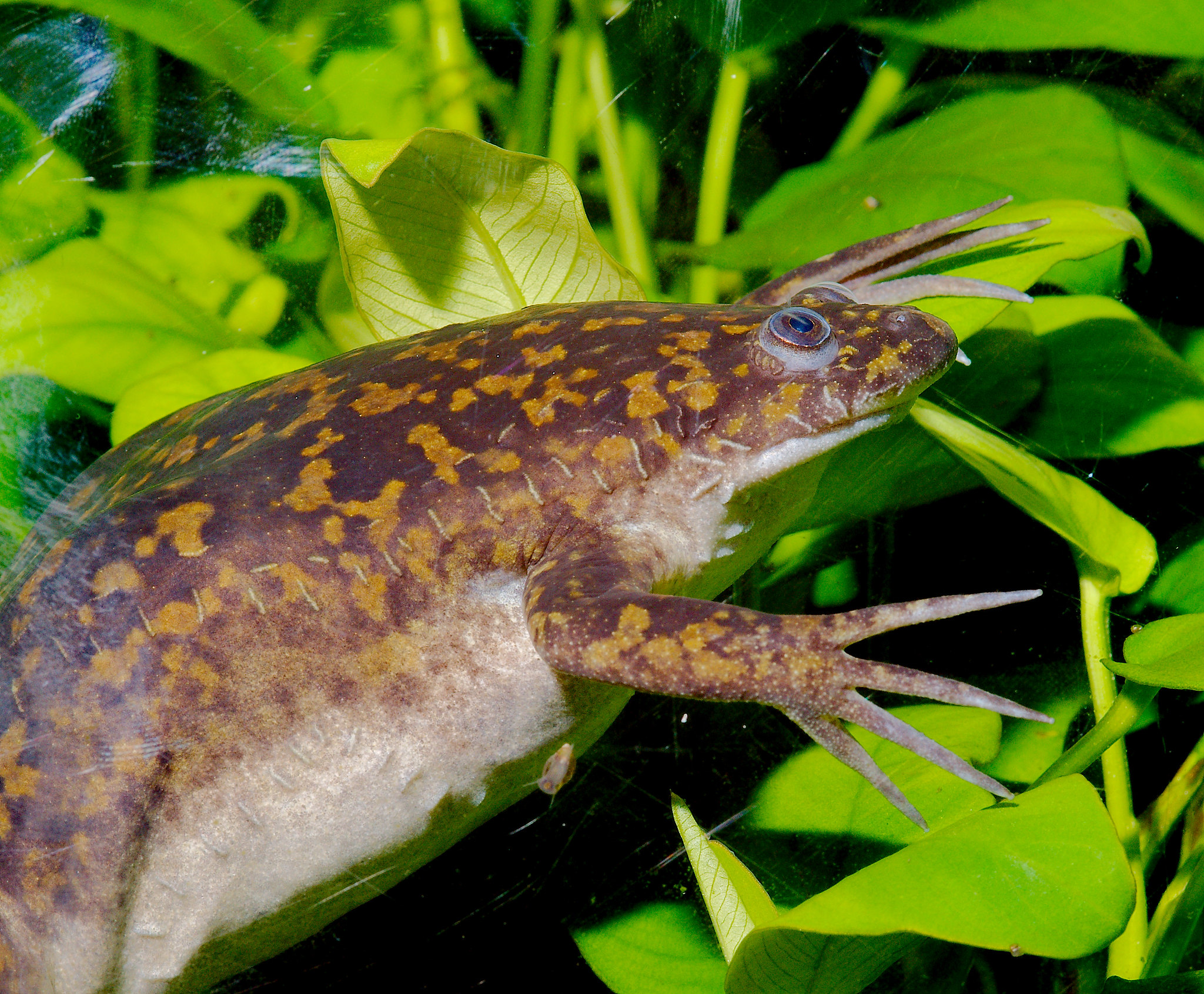 African Clawed Frog (Xenopus laevis) By Josh More [CC BY-NC-ND 2.0]