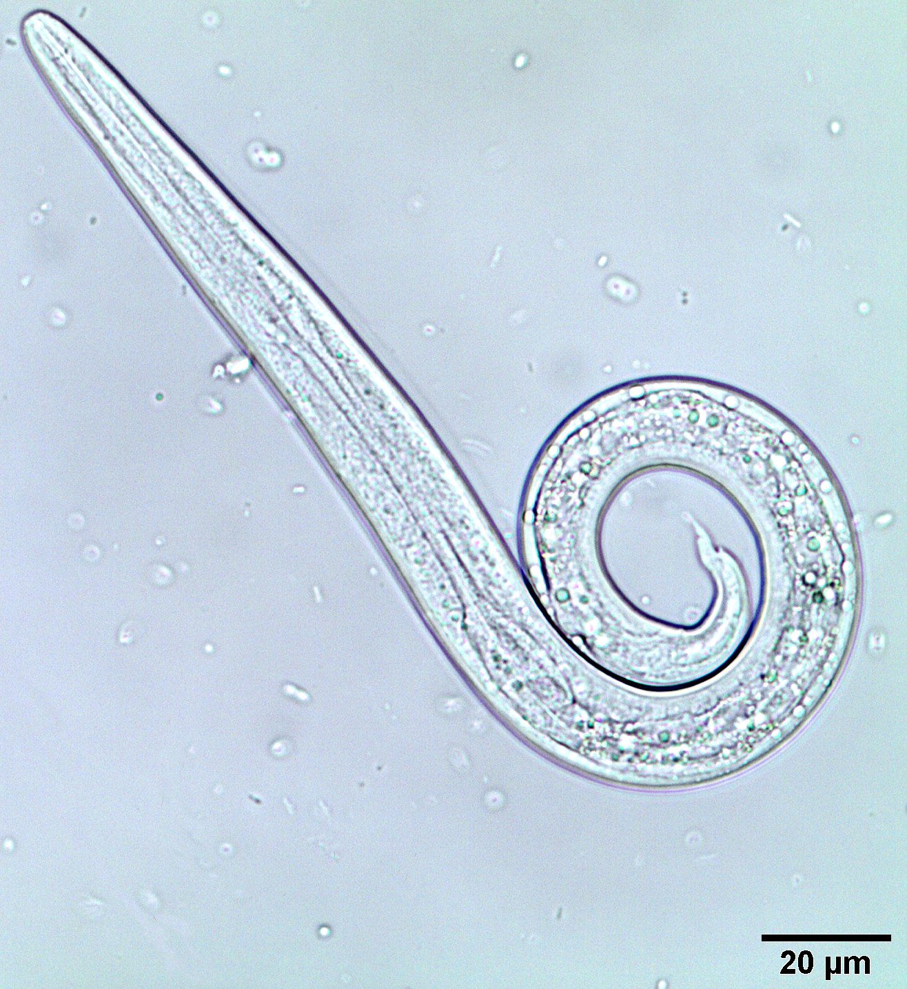 Angiostrongylus vasorum Larvae stage 1 (c) Institute of Parasitology JLU Giessen