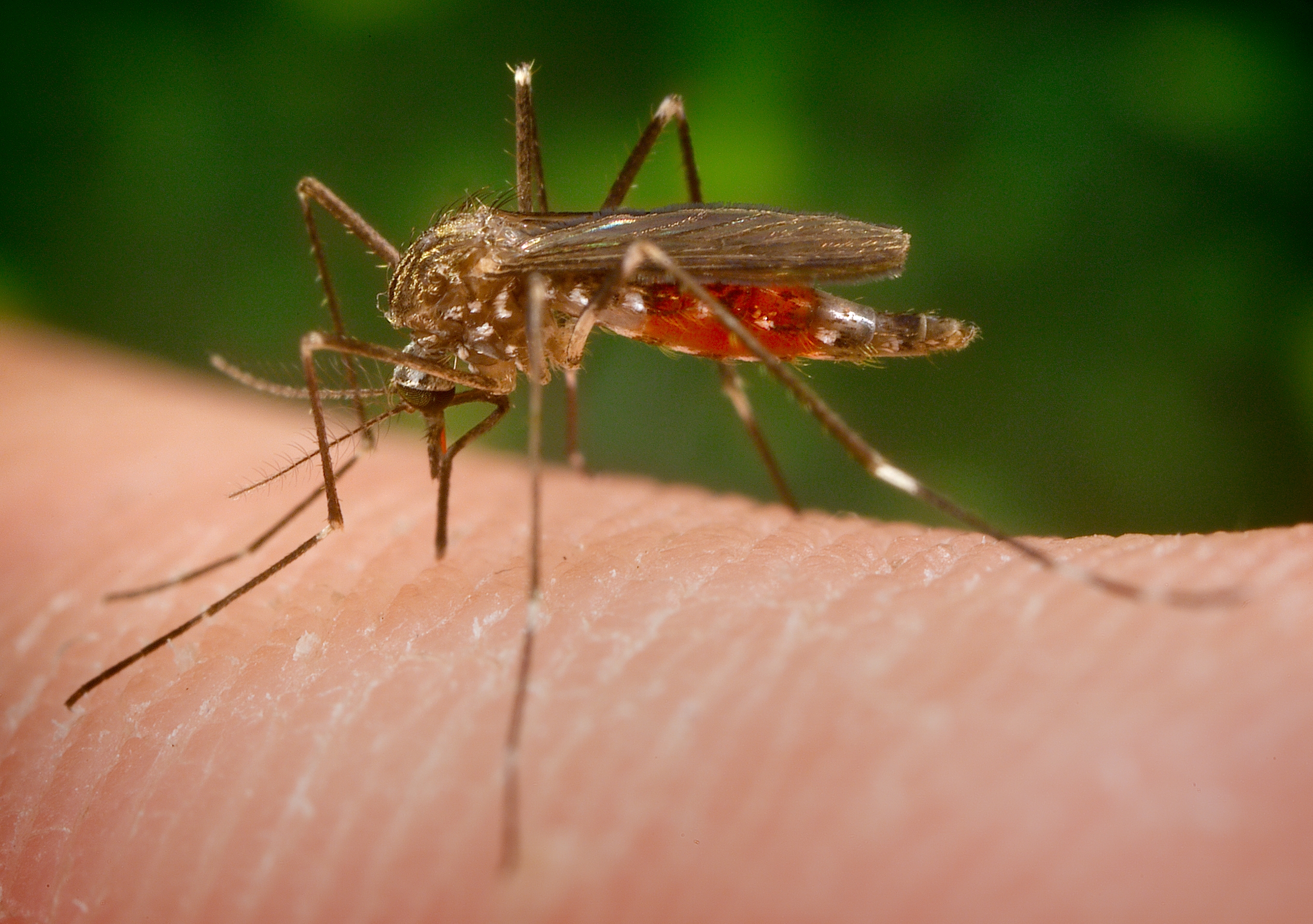 Exotic mosquito Aedes japonicus, by James Gathany, CDC