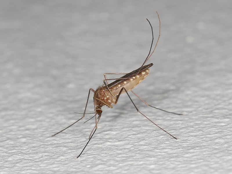 Mosquito species from the Culex pipiens complex, Søborg, Denmark, 22 September 2018