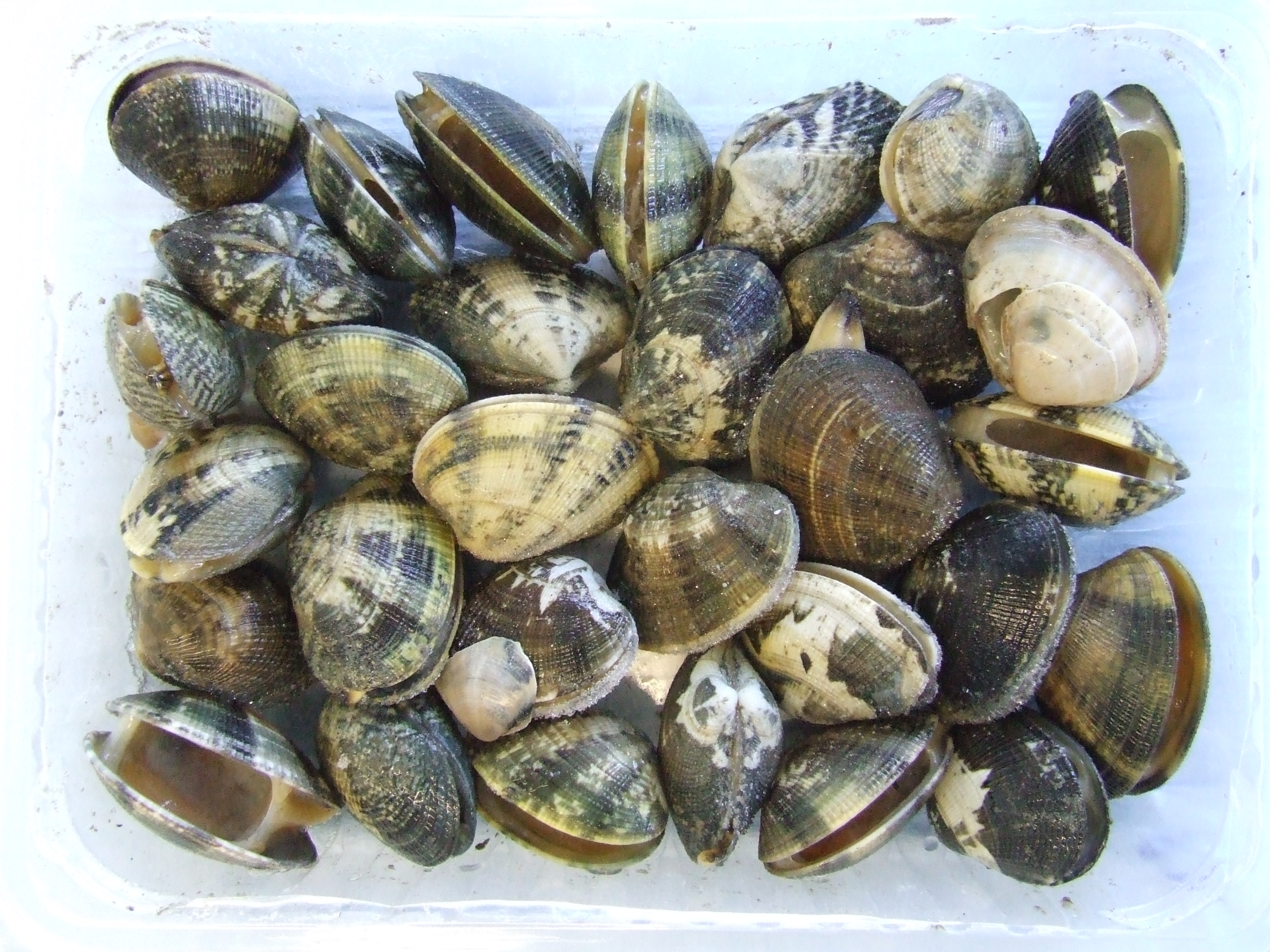 Seafood (molluscs) to be identified using DNA barcoding (c) RBINS