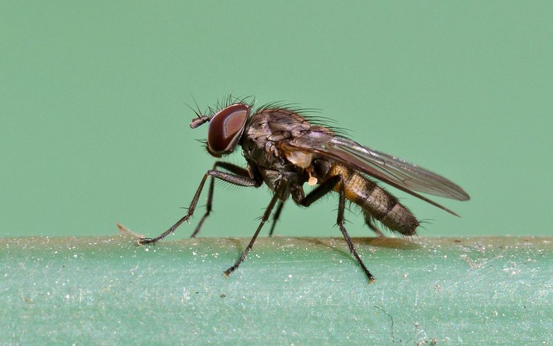 Forensically important fly from La Réunion, Fannia canicularis by Marcello Consolo CC BY-NC-SA 2.0 DEED