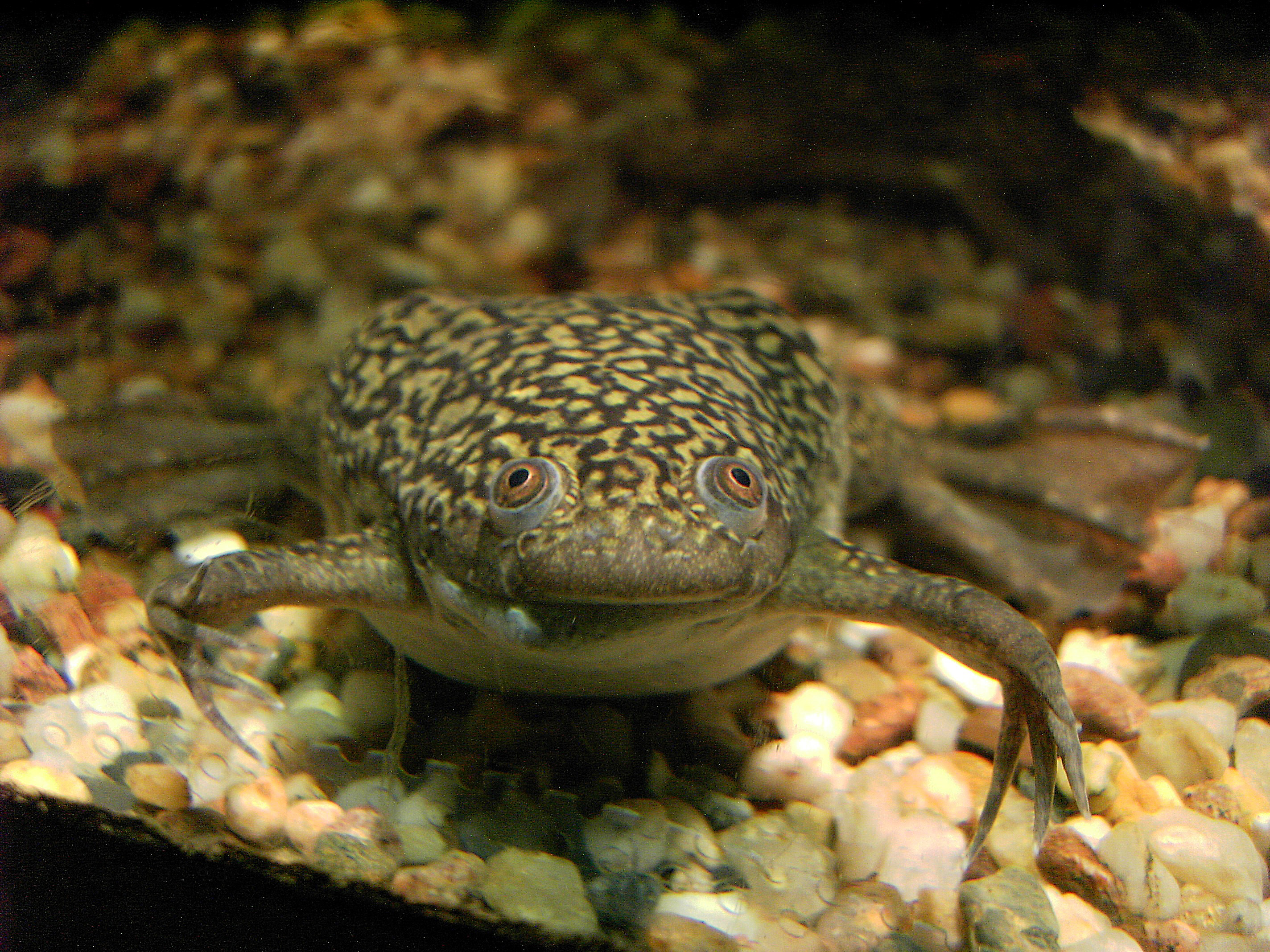 Xenopus laevis By Ben Rschr [CC BY 2.5]