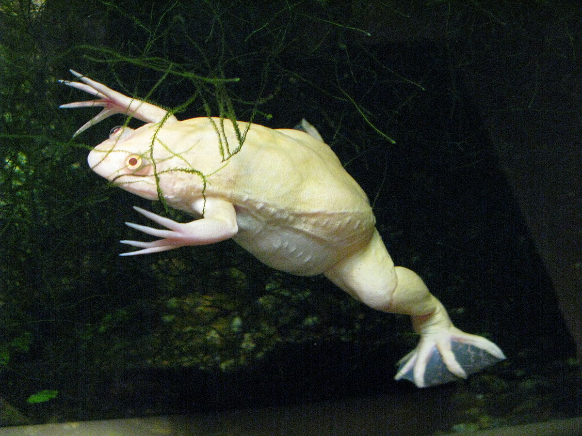 Xenopus_laevis_var_albino By Kenpei I [ CC BY SA 3.0]