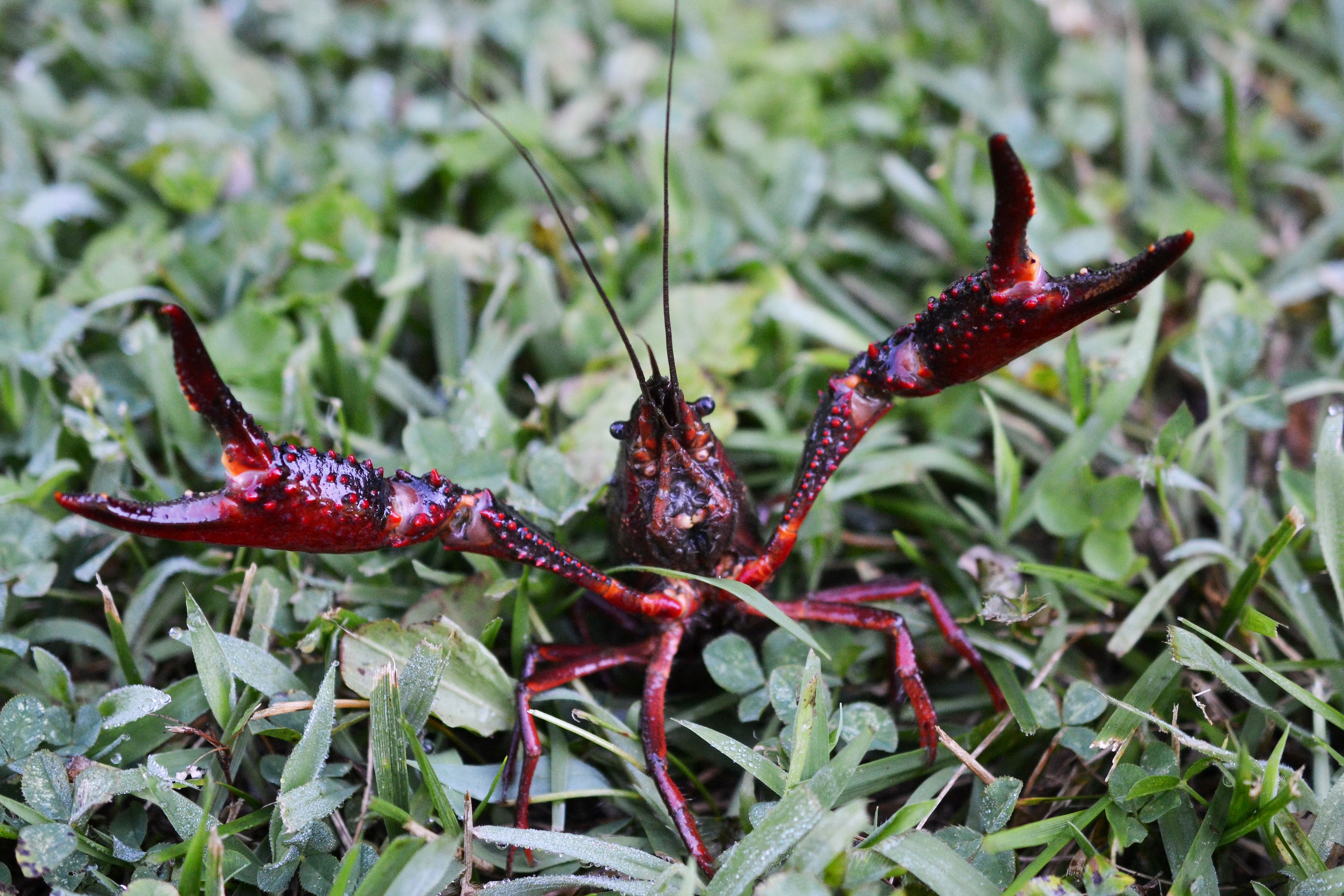 Red Swamp Crayfish (Procambarus clarkii) By Andrew Cannizzaro [CC BY 2.0]