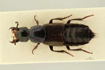 Forensically important rove beetle (Coleoptera: Staphylinidae) in Belgium