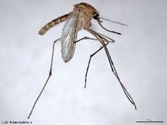 Culex mosquito