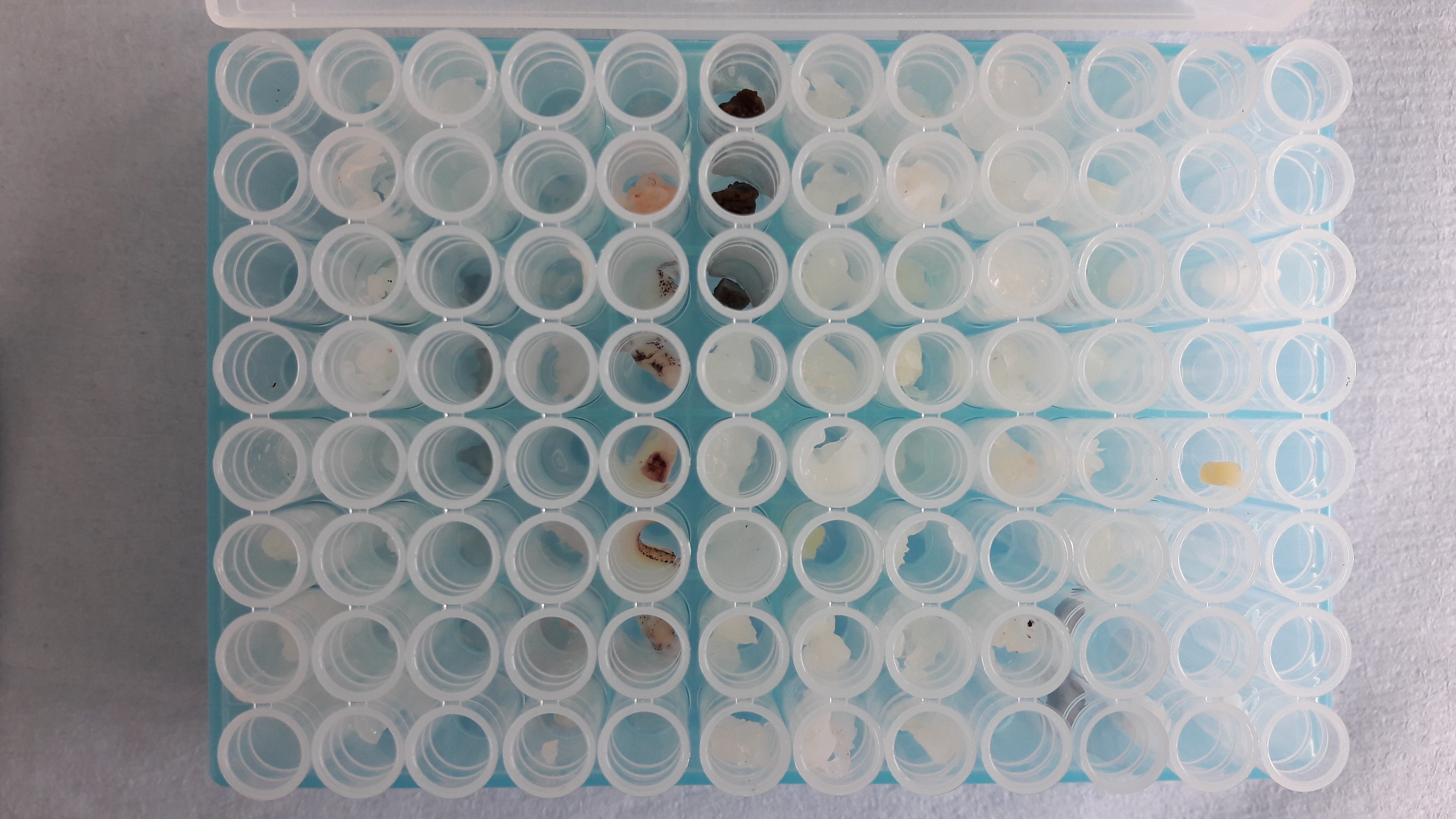 Seafood lab samples (c) RBINS