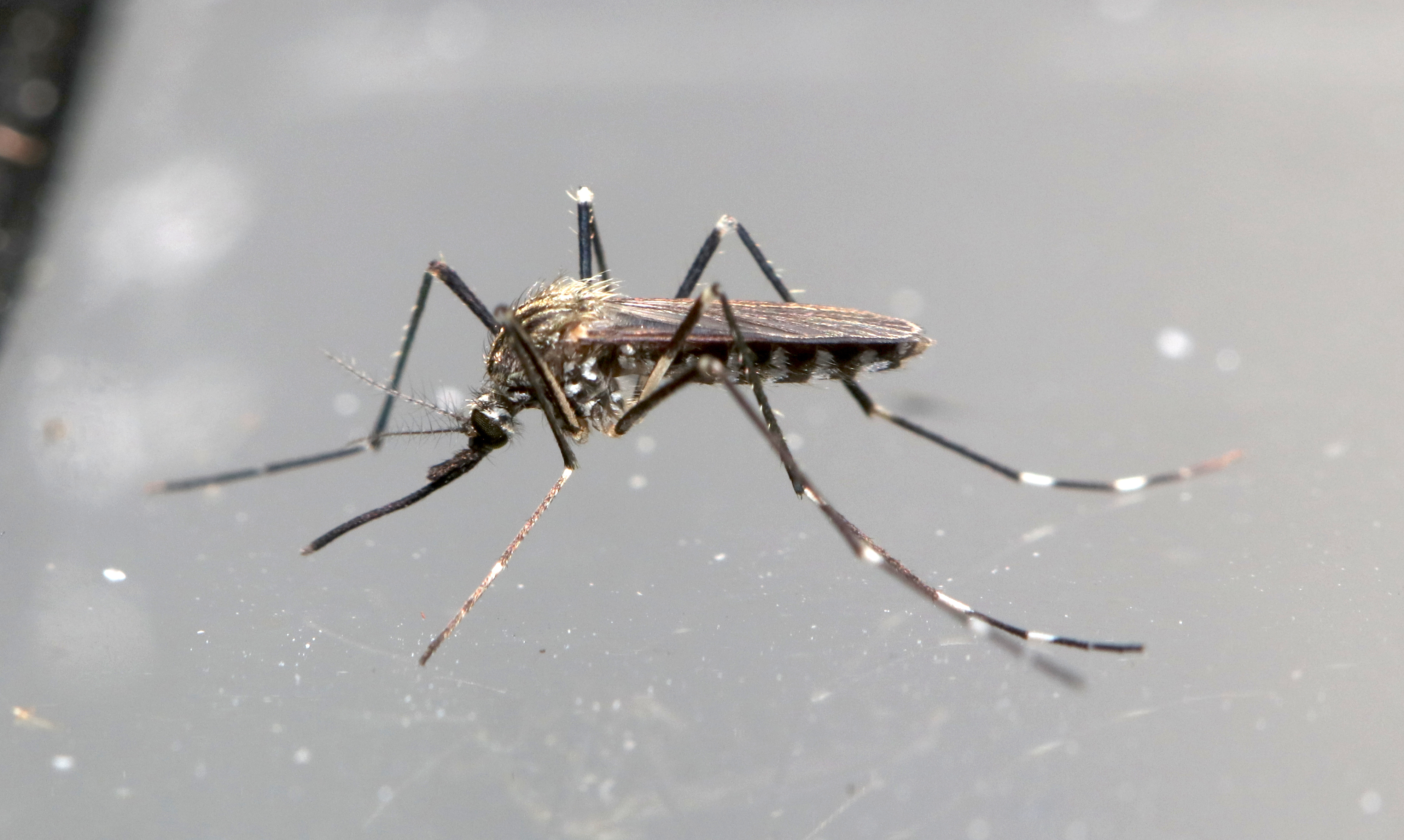 Aedes japonicus_fem_LV (c) ITM