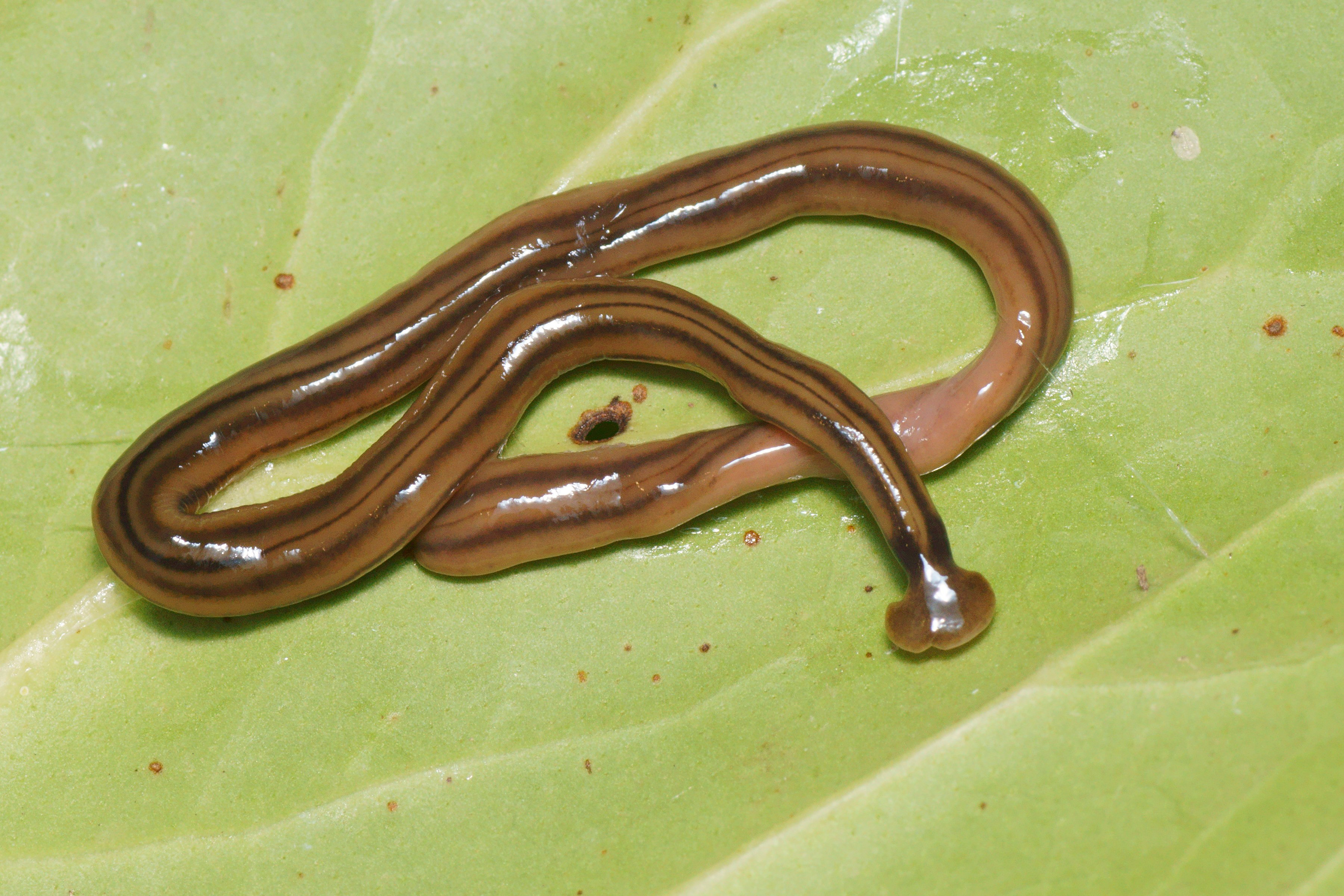 Bipalium_kewense_By Jean-Lou Justine​, Leigh Winsor, Delphine Gey, Pierre Gros, and Jessica Thévenot - (2018). "Giant worms chez moi! Hammerhead flatworms (Platyhelminthes, Geoplanidae, Bipalium spp., Diversibipalium spp.) in metropolitan France and overseas French territories". PeerJ 6: e4672. DOI:10.7717/peerj.4672. ISSN 2167-8359., CC BY-SA 4.0, https://commons.wikimedia.org/w/index.php?curid=69500946
