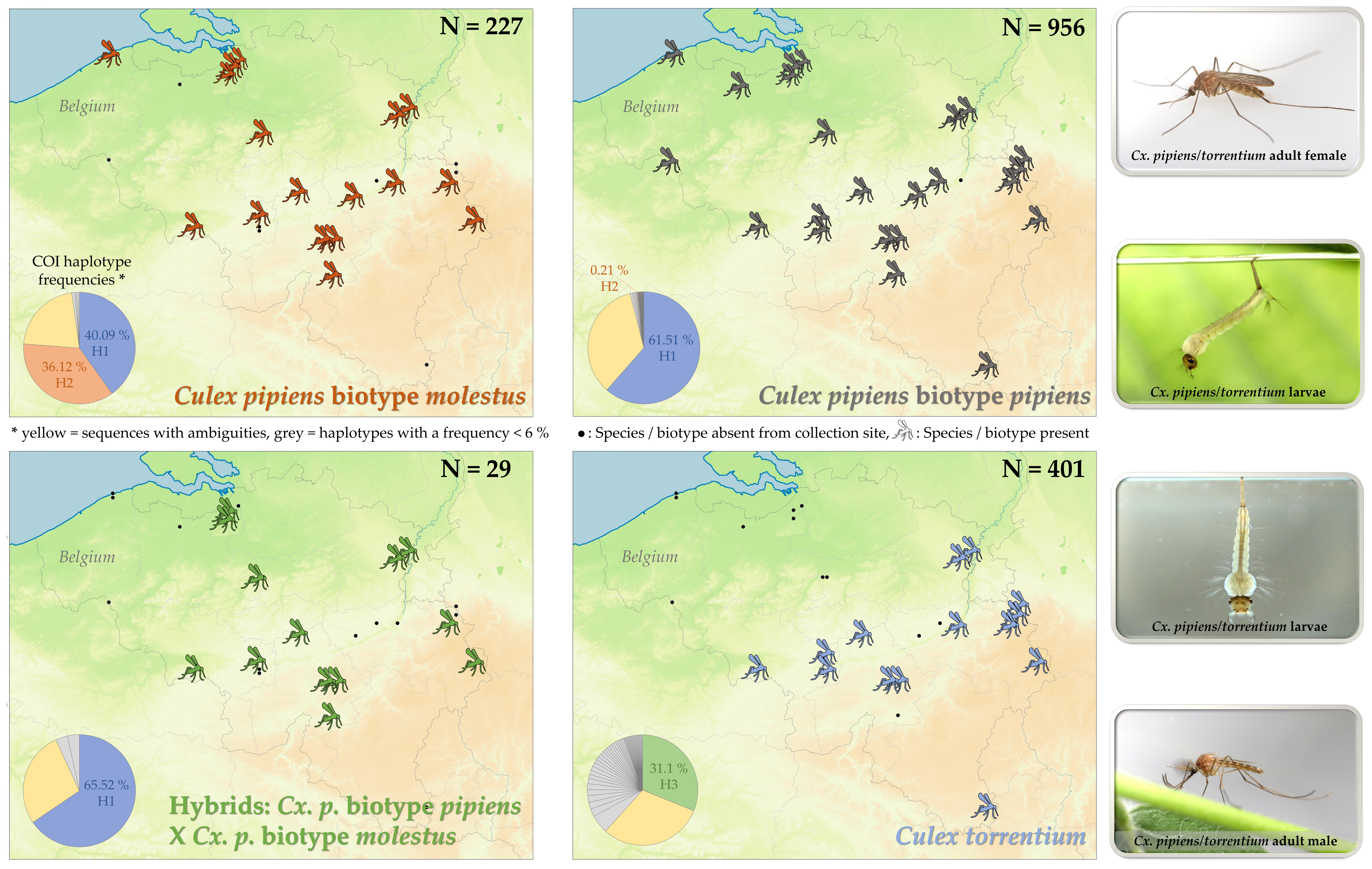 Graphical abstract of the study on the Culex mosquito complex