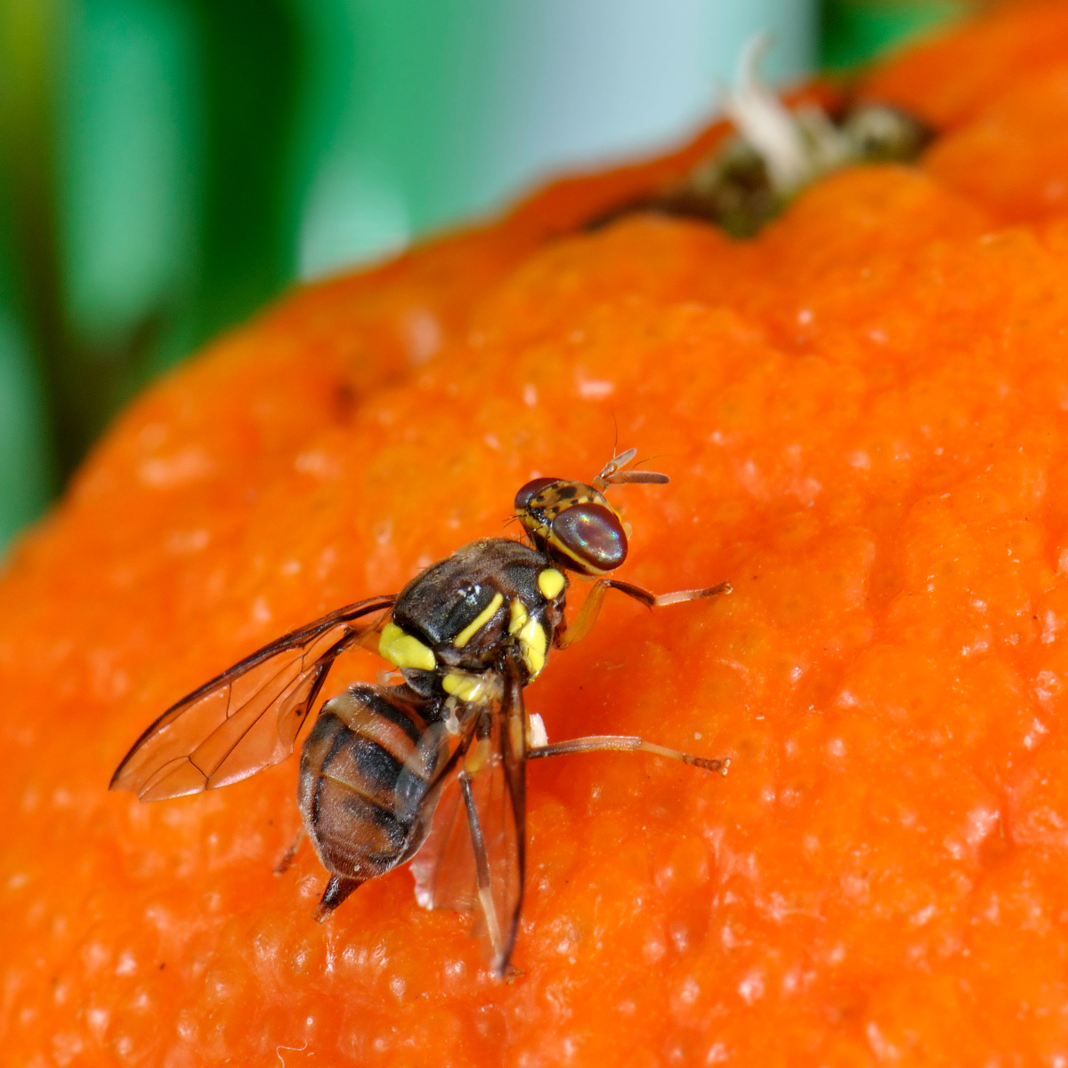 Fruit fly Bactrocera dorsalis by Anna Rodriguez 