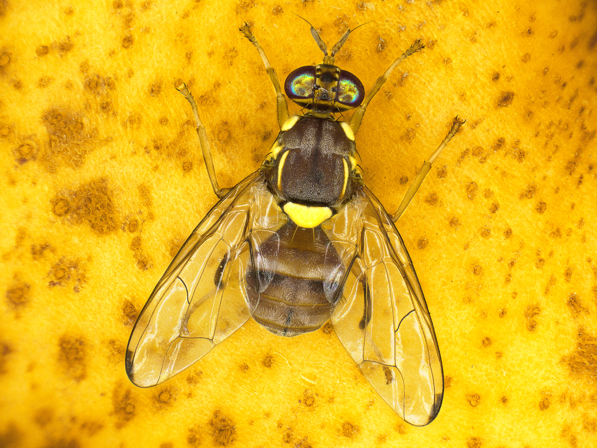 Fruit fly Bactrocera zonata (Male) by Antoine Franck