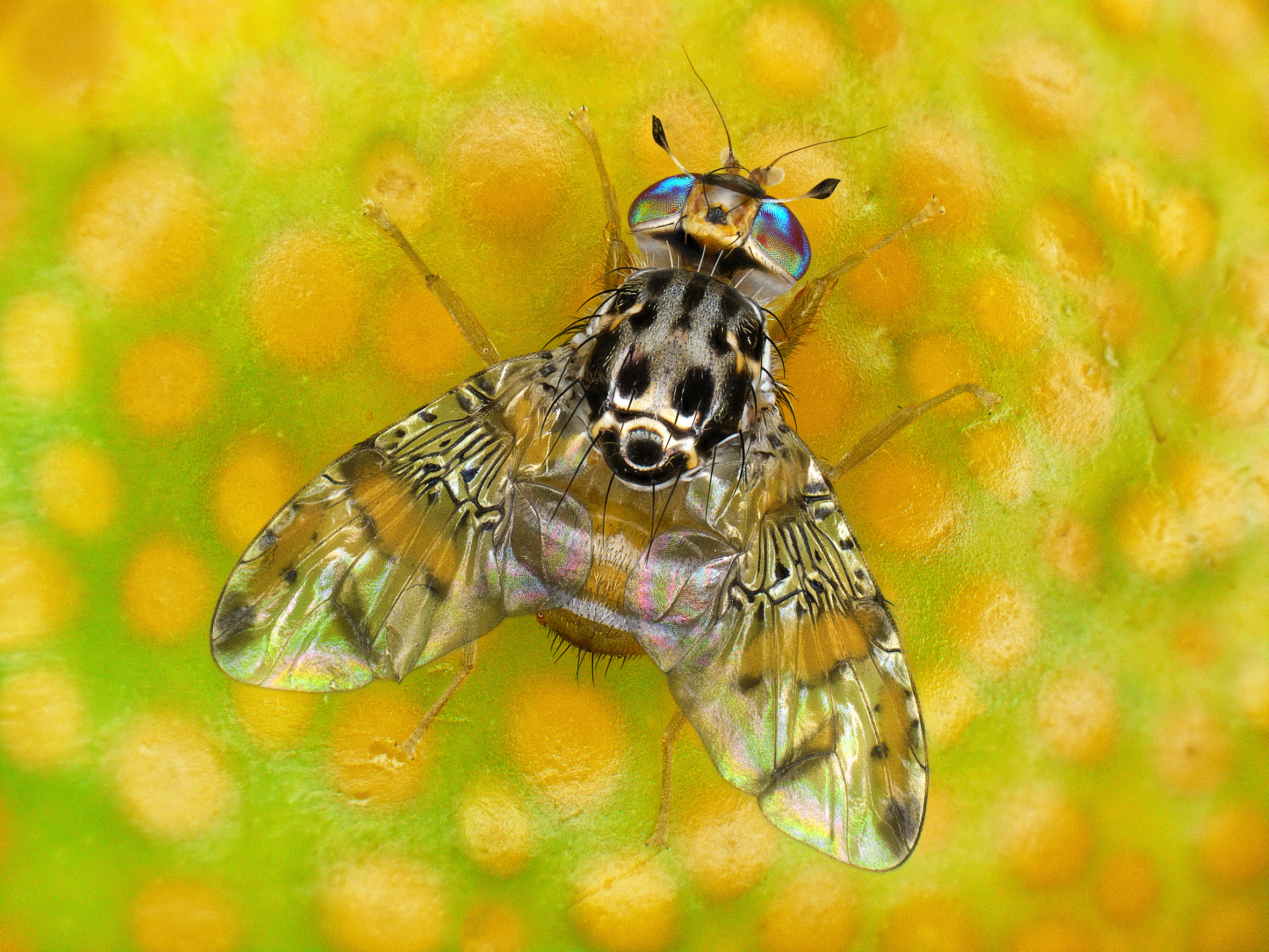 Fruit fly Ceratitis capitata (Male) by Antoine Franck