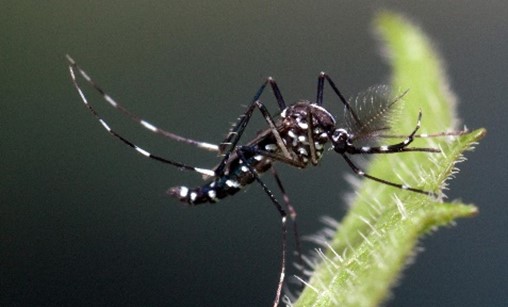 Asian tiger mosquito or Aedes albopictus (c) ecdc.europe.eu