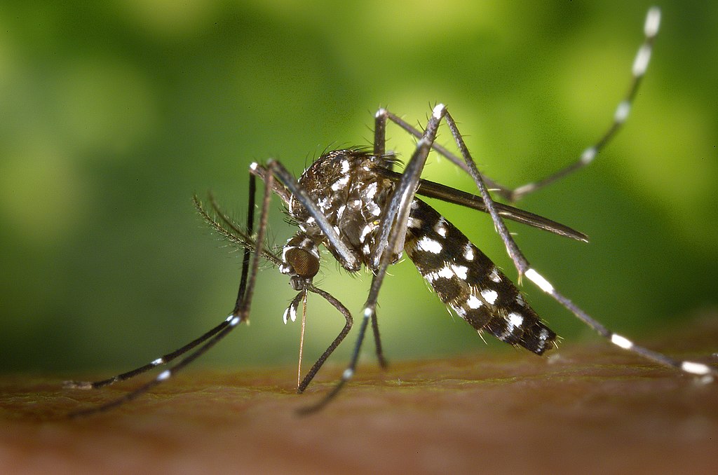 Aedes albopictus or Asian tiger mosquito by James Gathany / CDC via Wikimedia Commons