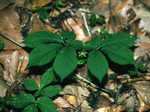 American ginseng by Charles T. Bryson, USDA Agricultural Research Service, Bugwood.org, CC BY 3.0 , via Wikimedia Commons