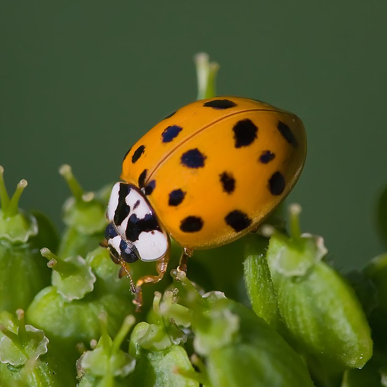 Asian lady beetle or Harmonia axyridis, by Andreas Trepte via Wikimedia Commons [CC BY-SA 2.5]