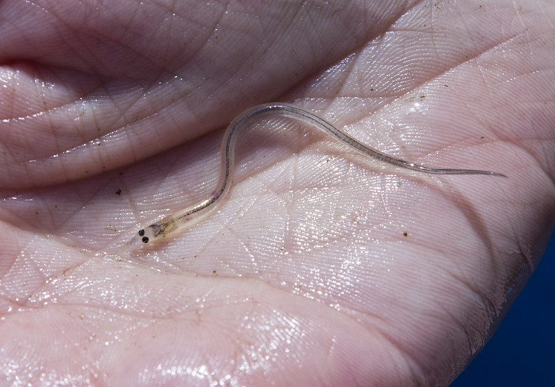 Glass eel by canopic on flickr [CC BY-NC-ND 2.0]