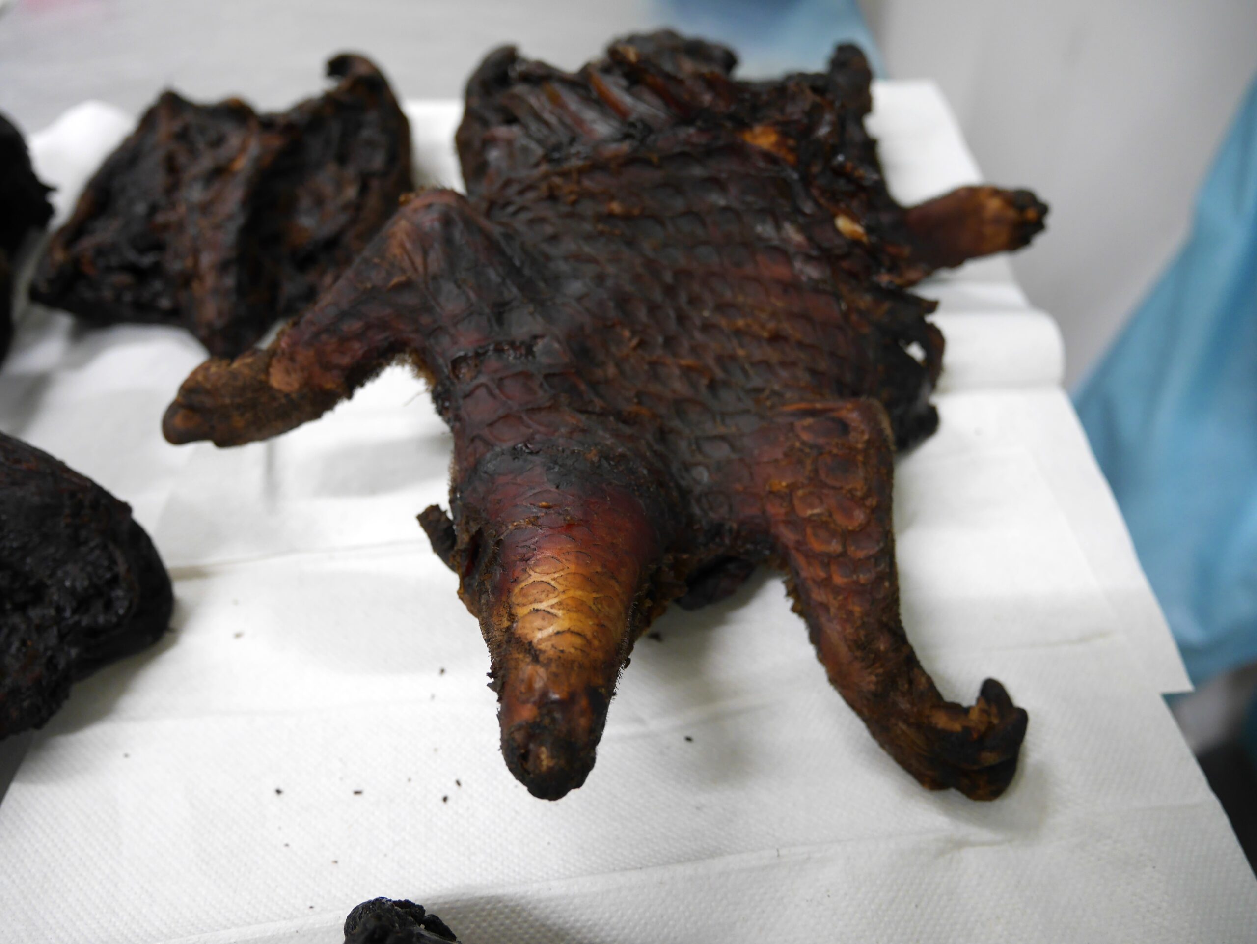 Tree pangolin meat, Phataginus tricuspis (Rafinesque, 1821), ceased during BaCon action at Brussels Airport