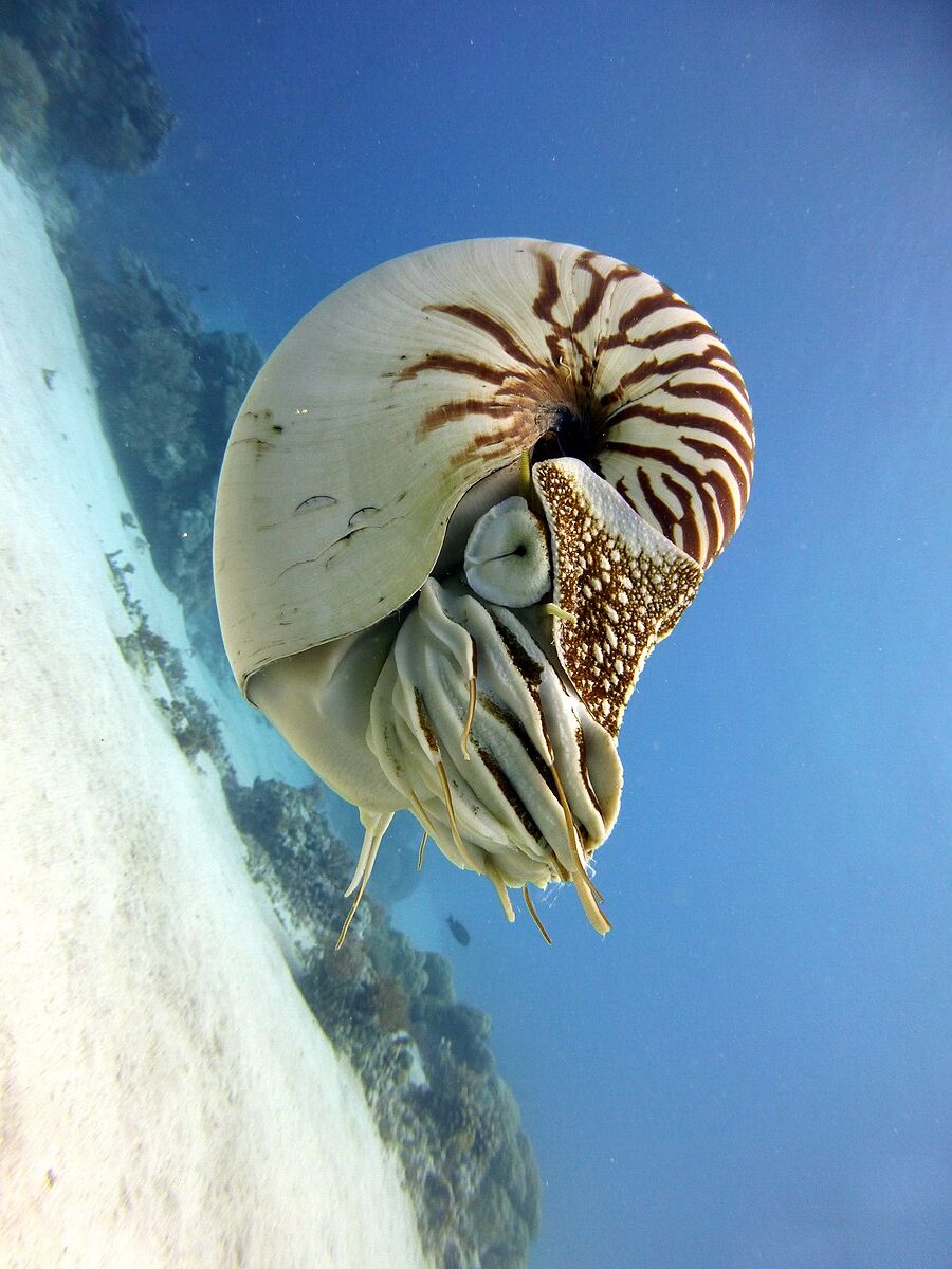 Nautilus By Kai Squires, [CC BY 4.0] via Wikimedia Commons