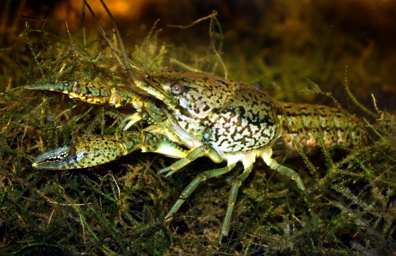 Invasive crayfish are disturbing Belgian waters