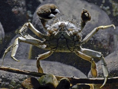 Chinese mitten crab or Eriocheir sinensis at Zoo Köln, by Vassil via Wikimedia Commons [CC BY-SA 4.0]