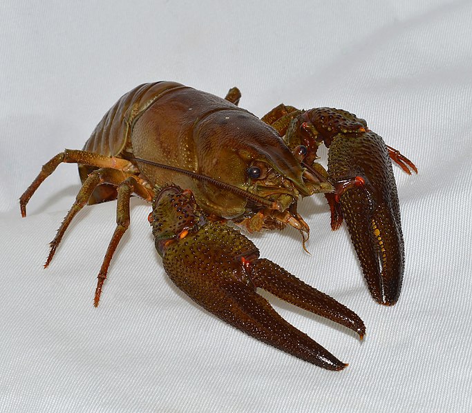 European crayfish (Astacus astacus) by Anna N Chapman [CC0] via Wikimedia Commons