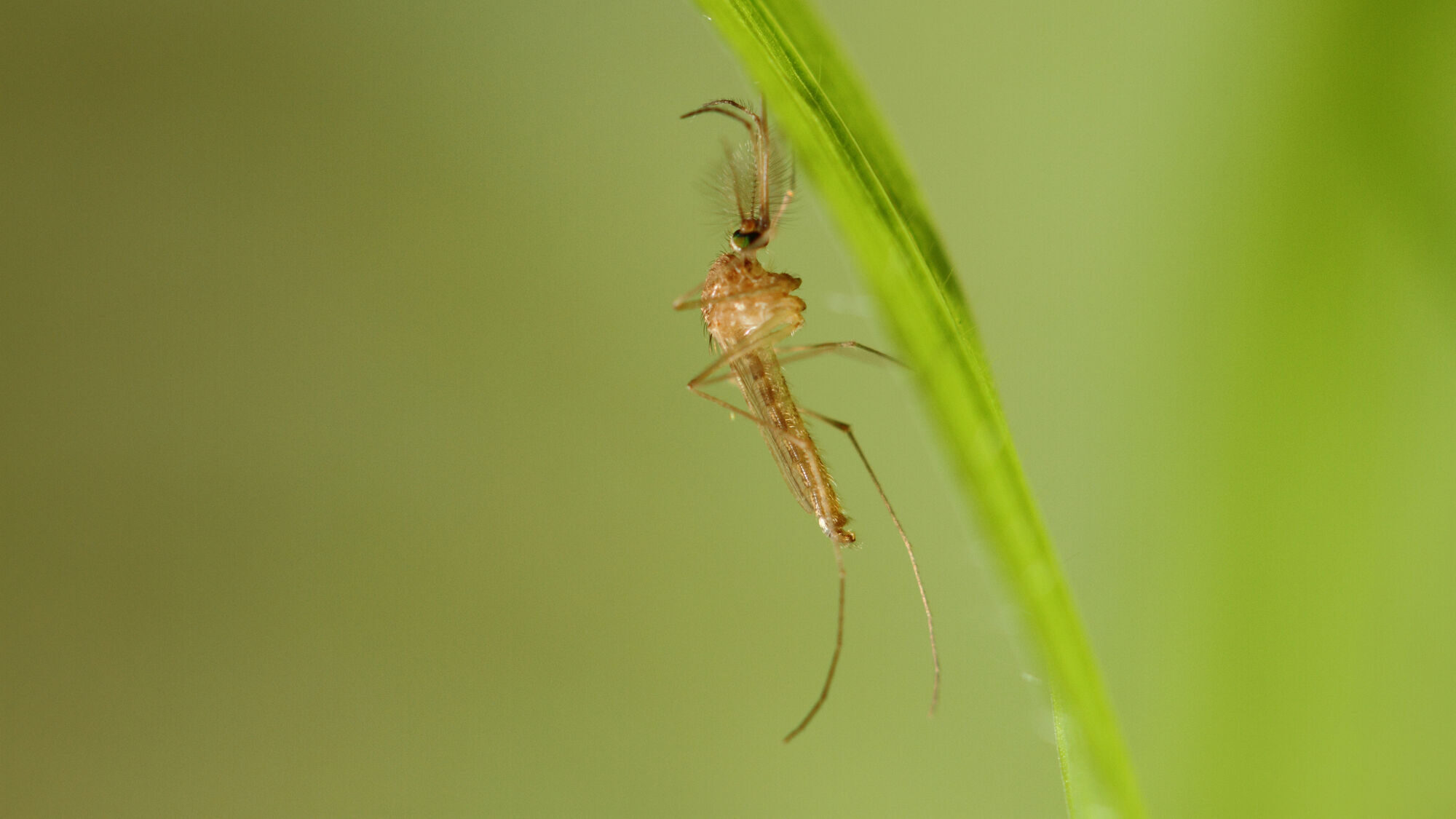 Common house mosquito or Culex pipiens