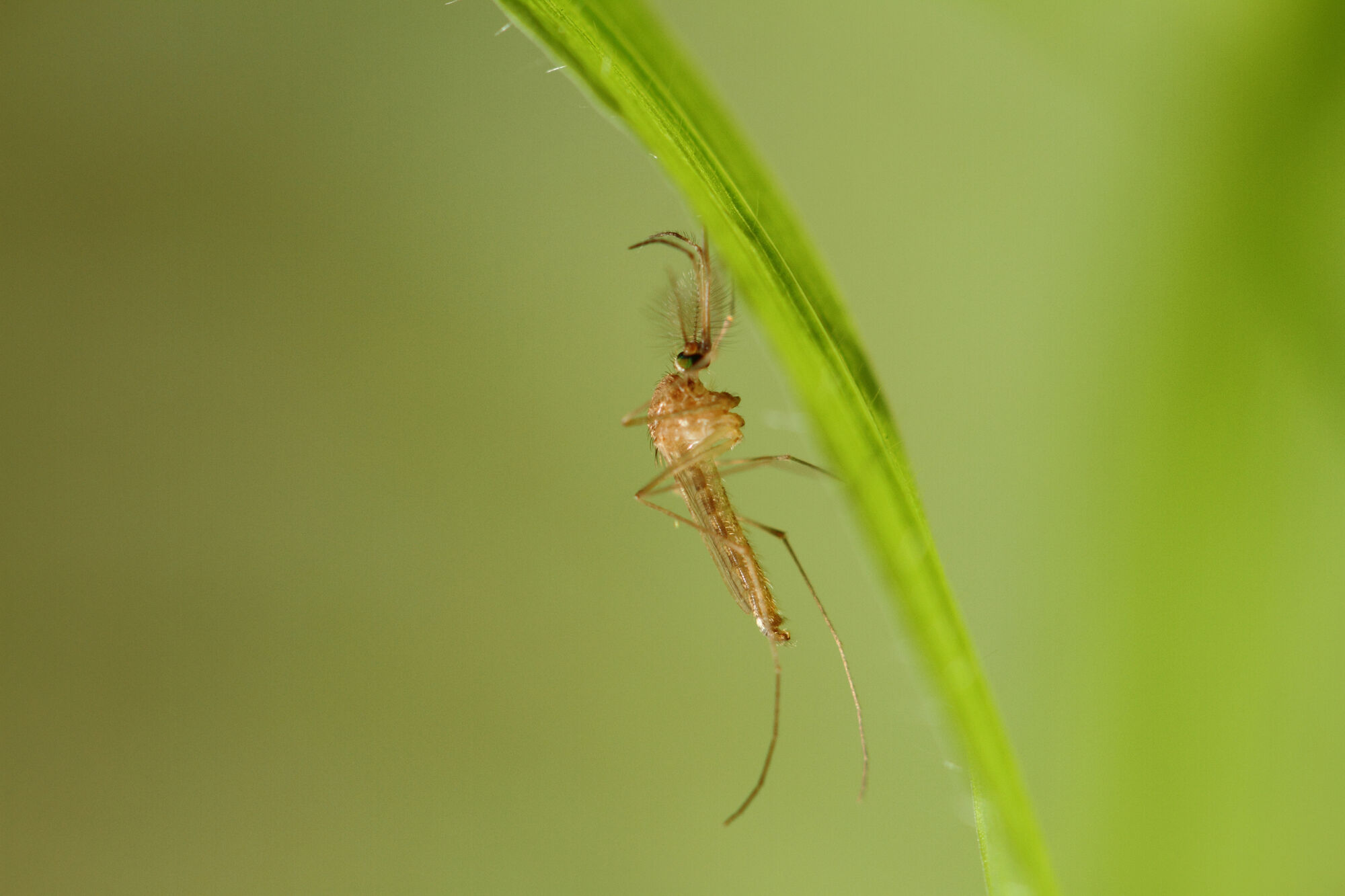 New Research Uncovers the Ancient Origins of the “London Underground Mosquito”